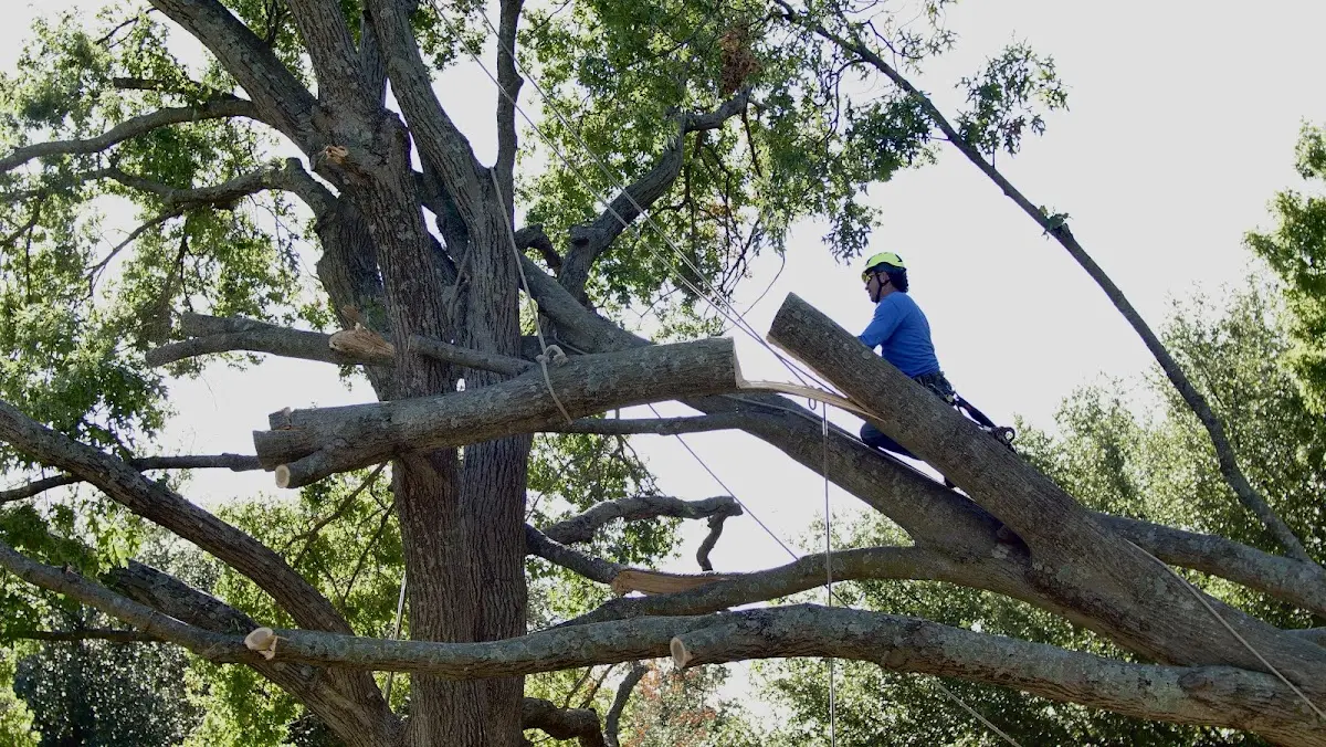 Professional Hazardous Tree Removal performed by certified arborists in Brentwood
