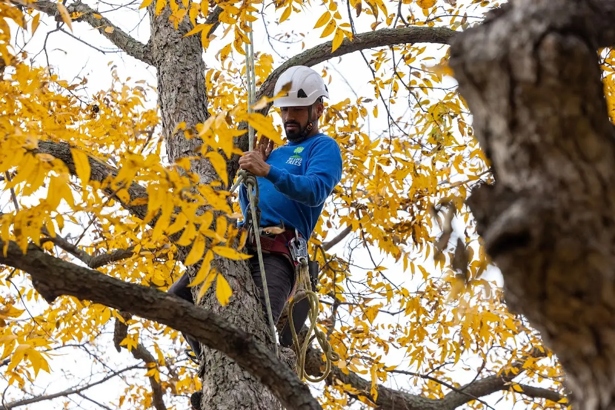 Skilled Tree Trimming crew working in Brentwood